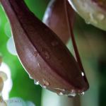 Nepenthes Alata