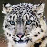 Snow Leopard